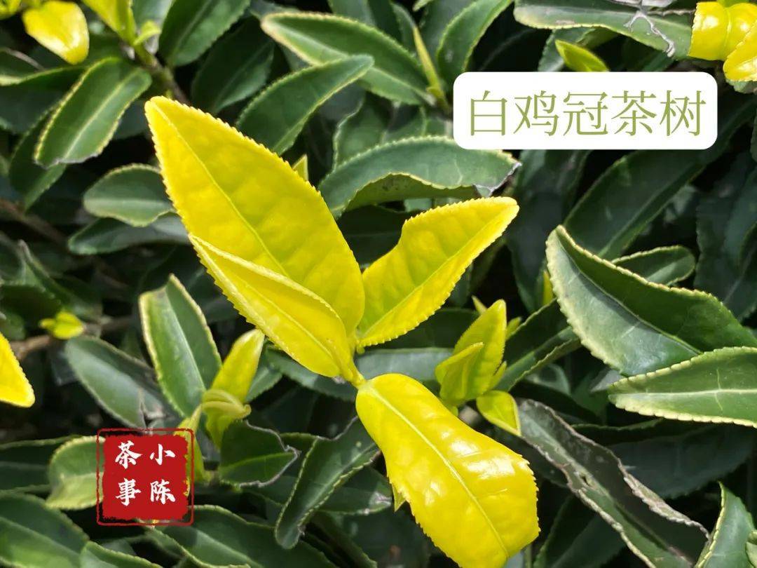 武夷<a href=http://www.pinchajie.cn target=_blank class=infotextkey>岩茶</a>的精品是什么_武夷<a href=http://www.pinchajie.cn target=_blank class=infotextkey>岩茶</a>的精品_精品武夷<a href=http://www.pinchajie.cn target=_blank class=infotextkey>岩茶</a>是<a href=http://www.pinchajie.cn target=_blank class=infotextkey>绿茶</a>吗