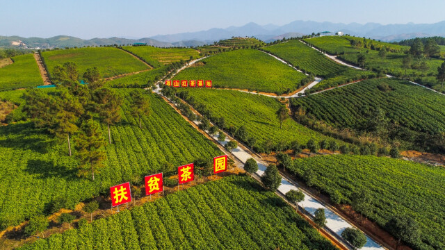 <a href=http://www.pinchajie.cn target=_blank class=infotextkey>红茶</a>产区分布_<a href=http://www.pinchajie.cn target=_blank class=infotextkey>红茶</a>主产区在哪里_<a href=http://www.pinchajie.cn target=_blank class=infotextkey>红茶</a>产区