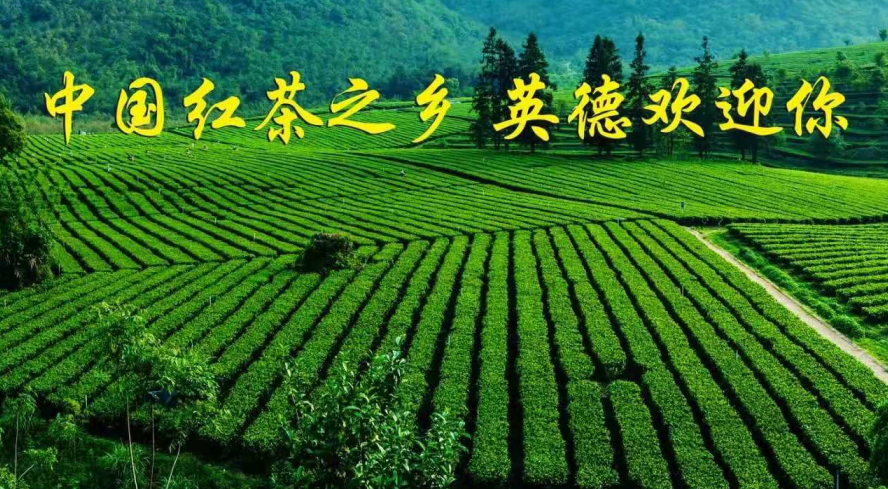 <a href=http://www.pinchajie.cn target=_blank class=infotextkey>红茶</a>主产区在哪里_<a href=http://www.pinchajie.cn target=_blank class=infotextkey>红茶</a>产区分布_<a href=http://www.pinchajie.cn target=_blank class=infotextkey>红茶</a>产区
