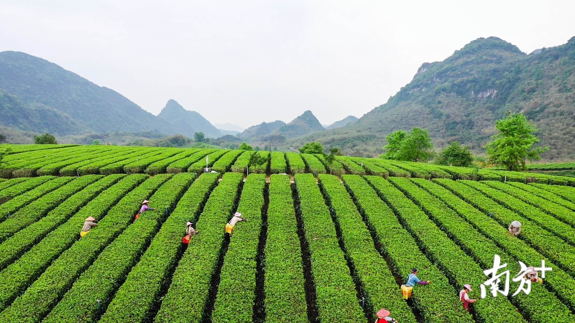 <a href=http://www.pinchajie.cn target=_blank class=infotextkey>红茶</a>产区_<a href=http://www.pinchajie.cn target=_blank class=infotextkey>红茶</a>主产区在哪里_<a href=http://www.pinchajie.cn target=_blank class=infotextkey>红茶</a>产区分布