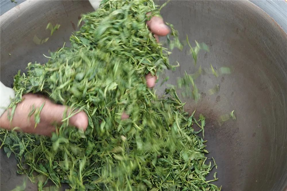 茉莉<a href=http://www.pinchajie.cn target=_blank class=infotextkey>花茶</a>是怎样制作的_茉莉<a href=http://www.pinchajie.cn target=_blank class=infotextkey>花茶</a>制_茉莉<a href=http://www.pinchajie.cn target=_blank class=infotextkey>花茶</a>制