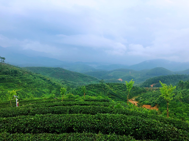 祁门<a href=http://www.pinchajie.cn target=_blank class=infotextkey>红茶</a>茶种_祁门<a href=http://www.pinchajie.cn target=_blank class=infotextkey>红茶</a>的种类_祁门<a href=http://www.pinchajie.cn target=_blank class=infotextkey>红茶</a>分级标准