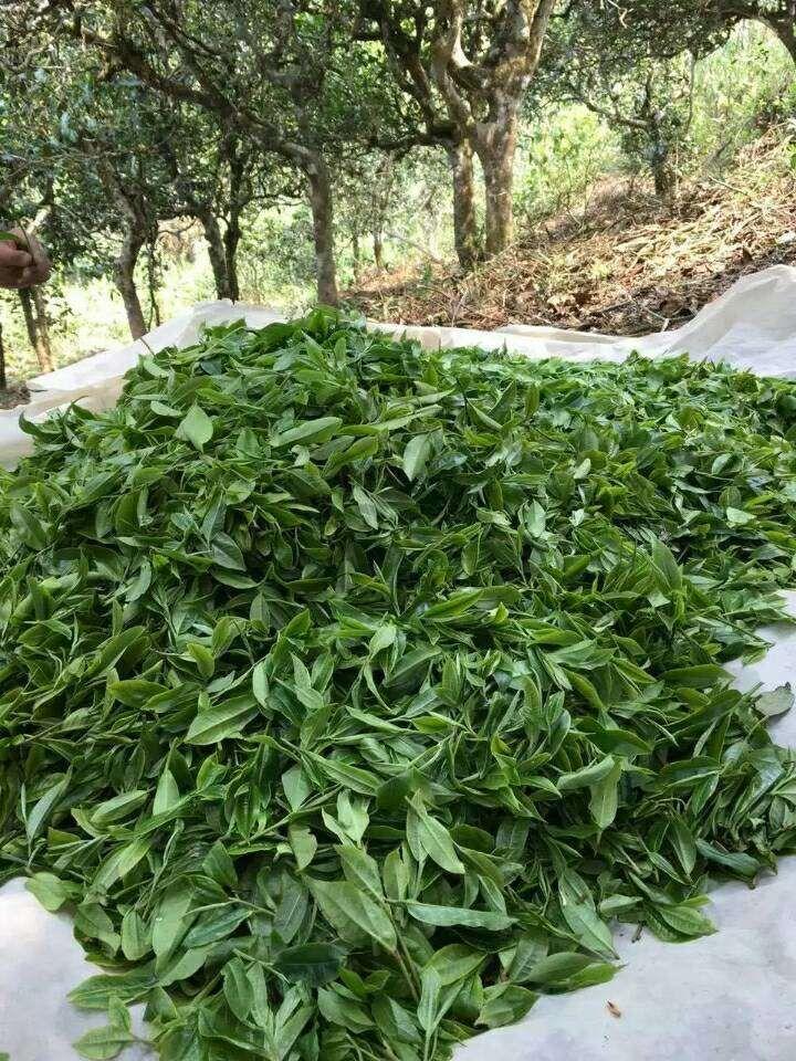 年份久的普洱熟茶为什么好_熟<a href=http://www.pinchajie.cn target=_blank class=infotextkey>普洱茶</a>年份越久的功效与作用_有年份的熟<a href=http://www.pinchajie.cn target=_blank class=infotextkey>普洱茶</a>口感