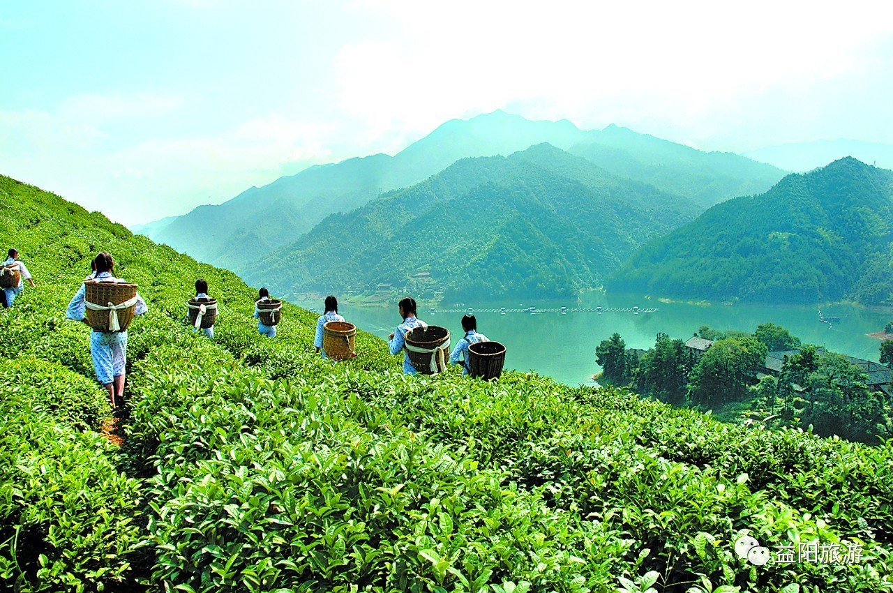 安化青山源<a href=http://www.pinchajie.cn target=_blank class=infotextkey>黑茶</a>_清山源安化<a href=http://www.pinchajie.cn target=_blank class=infotextkey>黑茶</a>_安化原山头<a href=http://www.pinchajie.cn target=_blank class=infotextkey>黑茶</a>