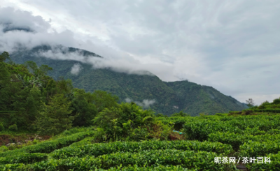 凤凰单丛茶是属于什么茶，有什么特点插图2
